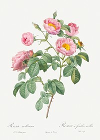 Semi-Double Variety of Tomentose Rose, also know as Rosebush with Soft Leaves (Rosa mollissima) from Les Roses (1817&ndash;1824) by <a href="https://www.rawpixel.com/search/redoute?sort=curated&amp;page=1">Pierre-Joseph Redout&eacute;</a>. Original from the Library of Congress. Digitally enhanced by rawpixel.