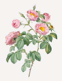 Rosebush with soft leaves vector