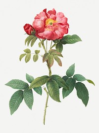 Vintage blooming Provins rose illustration