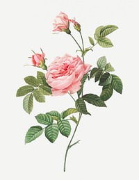 Rose turbine without thorns illustration