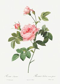 Boursault Rose, also known as Rose Turbine without Thorns (Rosa Inermis) from Les Roses (1817&ndash;1824) by <a href="https://www.rawpixel.com/search/redoute?sort=curated&amp;page=1">Pierre-Joseph Redout&eacute;</a>. Original from the Library of Congress. Digitally enhanced by rawpixel.