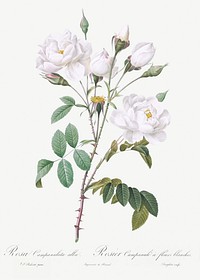 Rosa campanulata alba also known as Pink Bellflowers to White Flowers from Les Roses (1817–1824) by Pierre-Joseph Redouté. Original from the Library of Congress. Digitally enhanced by rawpixel.