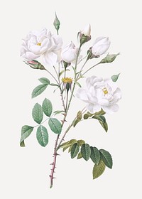 Vintage blooming white flowers vector