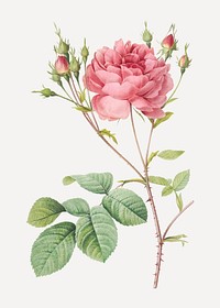 Vintage blooming Cumberland rose vector