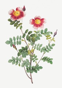 Vintage variegated burnet rose illustration