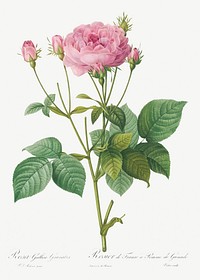 Rosa gallica granules, also known as<br />Rosebush of France with Pomegranate from Les Roses (1817&ndash;1824) by <a href="https://www.rawpixel.com/search/redoute?sort=curated&amp;page=1">Pierre-Joseph Redout&eacute;</a>. Original from the Library of Congress. Digitally enhanced by rawpixel.