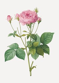 Vintage rosebush of France vector