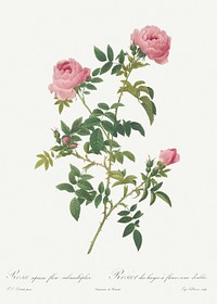 Hundred-petalled English Rose, also known as<br />Rose of the Hedges with semi-double flowers (Rosa centifolia Anglica rubra) from Les Roses (1817&ndash;1824) by <a href="https://www.rawpixel.com/search/redoute?sort=curated&amp;page=1">Pierre-Joseph Redout&eacute;</a>. Original from the Library of Congress. Digitally enhanced by rawpixel.
