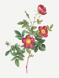Vintage common alpine rose illustration