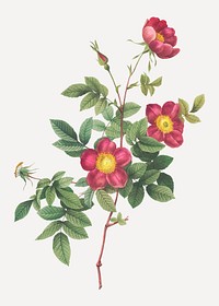 Vintage common alpine rose vector
