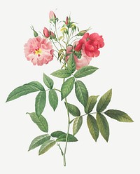 Vintage subcorymbose Hudson rose illustration