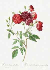 Ternaux Rose, also known as Rosebush with almost violet flowers (Rosa indica subviolacea) from Les Roses (1817&ndash;1824) by <a href="https://www.rawpixel.com/search/redoute?sort=curated&amp;page=1">Pierre-Joseph Redout&eacute;</a>. Original from the Library of Congress. Digitally enhanced by rawpixel.