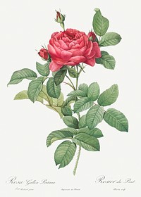 Rosa gallica pontiana, also known as Bridge Rose from Les Roses (1817&ndash;1824) by <a href="https://www.rawpixel.com/search/redoute?sort=curated&amp;page=1">Pierre-Joseph Redout&eacute;</a>. Original from the Library of Congress. Digitally enhanced by rawpixel.