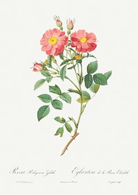 Queen Elizabeth&#39;s Sweetbriar, Rosehip of Queen Elizabeth (Rosa rubiginosa zabeth) from Les Roses (1817&ndash;1824) by <a href="https://www.rawpixel.com/search/redoute?sort=curated&amp;page=1">Pierre-Joseph Redout&eacute;</a>. Original from the Library of Congress. Digitally enhanced by rawpixel.