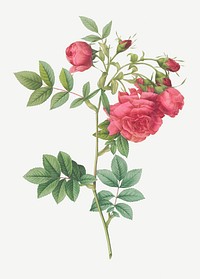 Vintage blooming turnip roses illustration