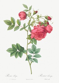 Turnip Roses, Rosa rapa from Les Roses (1817&ndash;1824) by <a href="https://www.rawpixel.com/search/redoute?sort=curated&amp;page=1">Pierre-Joseph Redout&eacute;</a>. Original from the Library of Congress. Digitally enhanced by rawpixel.