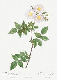 Rosa x collina, Rosa Collina fastigiata from Les Roses (1817&ndash;1824) by <a href="https://www.rawpixel.com/search/redoute?sort=curated&amp;page=1">Pierre-Joseph Redout&eacute;</a>. Original from the Library of Congress. Digitally enhanced by rawpixel.