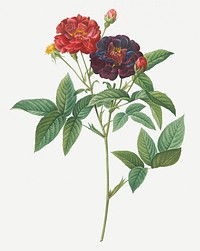 Vintage rose of Provins illustration