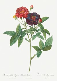 Rose of Van Eeden, Rosa gallica purpurea velutina, parva from Les Roses (1817&ndash;1824) by <a href="https://www.rawpixel.com/search/redoute?sort=curated&amp;page=1">Pierre-Joseph Redout&eacute;</a>. Original from the Library of Congress. Digitally enhanced by rawpixel.