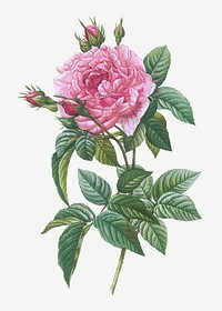 Vintage rose of Provins illustration