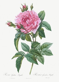 Gallic Rose, Rosa gallica regalis from Les Roses (1817&ndash;1824) by <a href="https://www.rawpixel.com/search/redoute?sort=curated&amp;page=1">Pierre-Joseph Redout&eacute;</a>. Original from the Library of Congress. Digitally enhanced by rawpixel.