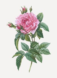 Vintage rose of Provins vector