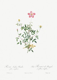 Single Dwarf China Rose, Rosa indica pumila, flore simplici from Les Roses (1817&ndash;1824) by <a href="https://www.rawpixel.com/search/redoute?sort=curated&amp;page=1">Pierre-Joseph Redout&eacute;</a>. Original from the Library of Congress. Digitally enhanced by rawpixel.