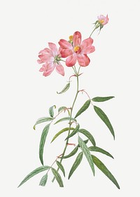 Vintage peach leafed rose illustration