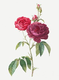 Vintage purple French rose wall art print poster design remix from original artwork by Pierre-Joseph<a href="https://www.rawpixel.com/search/redoute?sort=curated&amp;page=1"> </a>Redout&eacute;.