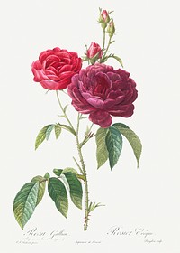 Purple French Rose, Rosa gallica purpuro-violacea magna from Les Roses (1817–1824) by Pierre-Joseph Redouté. Original from the Library of Congress. Digitally enhanced by rawpixel.