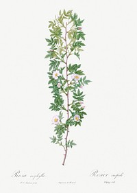 Cuspidate Rose, Rosa aciphylla from Les Roses (1817&ndash;1824) by <a href="https://www.rawpixel.com/search/redoute?sort=curated&amp;page=1">Pierre-Joseph Redout&eacute;</a>. Original from the Library of Congress. Digitally enhanced by rawpixel.