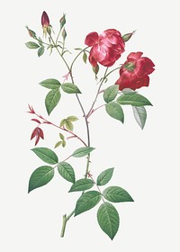 Vintage velvet China rose illustration
