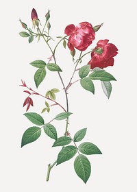 Vintage velvet China rose vector