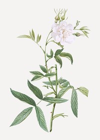 White rose of York vector