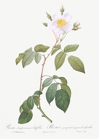 Big-Leaved Climbing Rose, Rosa sempervirens latifolia from Les Roses (1817&ndash;1824) by <a href="https://www.rawpixel.com/search/redoute?sort=curated&amp;page=1">Pierre-Joseph Redout&eacute;</a>. Original from the Library of Congress. Digitally enhanced by rawpixel.