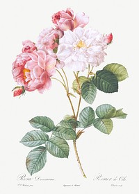 Rosa &times; damascena, Rosebush (Rosa damascena) from Les Roses (1817&ndash;1824) by <a href="https://www.rawpixel.com/search/redoute?sort=curated&amp;page=1">Pierre-Joseph Redout&eacute;</a>. Original from the Library of Congress. Digitally enhanced by rawpixel.