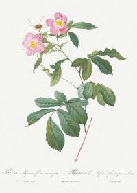 Variegated Alpine Rose, Rosa alpina flore variegato from Les Roses (1817&ndash;1824) by <a href="https://www.rawpixel.com/search/redoute?sort=curated&amp;page=1">Pierre-Joseph Redout&eacute;</a>. Original from the Library of Congress. Digitally enhanced by rawpixel.