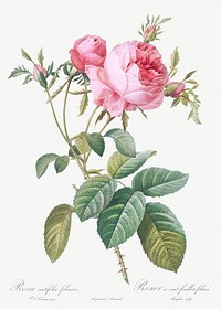 Rose de Mai, Rosa centifolia foliacea from Les Roses (1817&ndash;1824) by <a href="https://www.rawpixel.com/search/redoute?sort=curated&amp;page=1">Pierre-Joseph Redout&eacute;</a>. Original from the Library of Congress. Digitally enhanced by rawpixel.