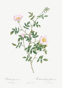 Pink Hedge Rose, Rosa sepium rosea from Les Roses (1817&ndash;1824) by <a href="https://www.rawpixel.com/search/redoute?sort=curated&amp;page=1">Pierre-Joseph Redout&eacute;</a>. Original from the Library of Congress. Digitally enhanced by rawpixel.