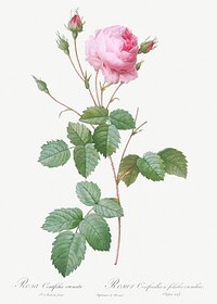 Crenate-Leaved Cabbage Rose, Rosa centifolia crenata from Les Roses (1817&ndash;1824) by <a href="https://www.rawpixel.com/search/redoute?sort=curated&amp;page=1">Pierre-Joseph Redout&eacute;</a>. Original from the Library of Congress. Digitally enhanced by rawpixel.