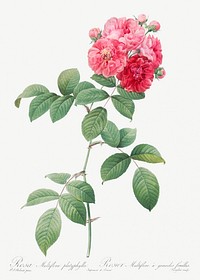 Seven Sisters Roses, also known as Multiflora Rose with Large Leaves (Rosa multiflora platyphylla) from Les Roses (1817&ndash;1824) by <a href="https://www.rawpixel.com/search/redoute?sort=curated&amp;page=1">Pierre-Joseph Redout&eacute;</a>. Original from the Library of Congress. Digitally enhanced by rawpixel.