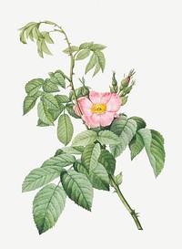 Vintage blooming apple rose illustration
