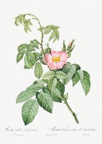 The Apple Rose, also known as Spanish Rosehip Rose (Rosa villosa) from Les Roses (1817&ndash;1824) by <a href="https://www.rawpixel.com/search/redoute?sort=curated&amp;page=1">Pierre-Joseph Redout&eacute;</a>. Original from the Library of Congress. Digitally enhanced by rawpixel.