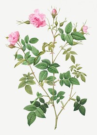 Rosebush with small flowers illustration