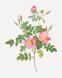 Semi-double sweet briar vector