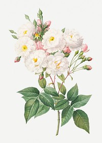 Rose of Phillippe Noisette illustration