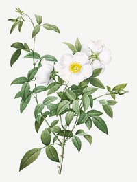 White rose of snow illustration