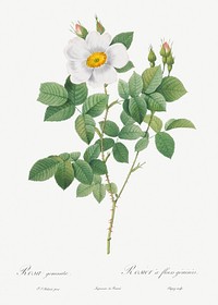 Twin-Flowered White Rose, also known as Rosebush with Geminate Flowers (Rosa geminata) from Les Roses (1817&ndash;1824) by <a href="https://www.rawpixel.com/search/redoute?sort=curated&amp;page=1">Pierre-Joseph Redout&eacute;</a>. Original from the Library of Congress. Digitally enhanced by rawpixel.
