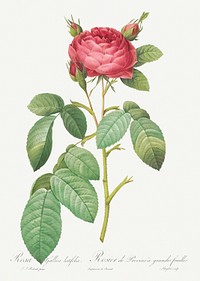 Gallic Rose, also known as Rose of Provins with Large Leaves (Rosa gallica latifolia) from Les Roses (1817&ndash;1824) by <a href="https://www.rawpixel.com/search/redoute?sort=curated&amp;page=1">Pierre-Joseph Redout&eacute;</a>. Original from the Library of Congress. Digitally enhanced by rawpixel.