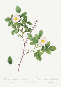 Spiny-Leaved Rose of Dematra, Rosa Spinulifolia Dematriana from Les Roses (1817&ndash;1824) by <a href="https://www.rawpixel.com/search/redoute?sort=curated&amp;page=1">Pierre-Joseph Redout&eacute;</a>. Original from the Library of Congress. Digitally enhanced by rawpixel.